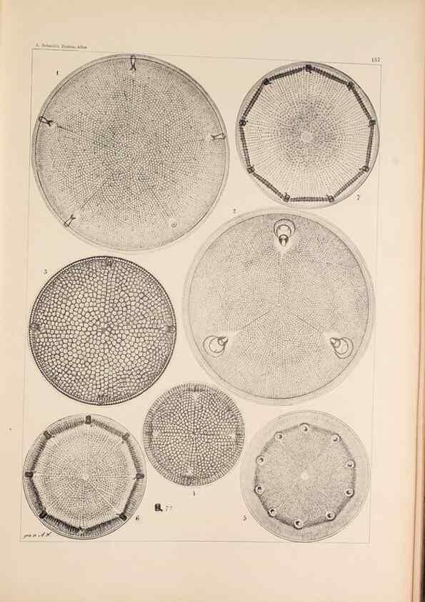 Reproducción/Reproduction 49385408763: Atlas der Diatomaceen-Kunde /. Leipzig :O.R. Reisland,[1874-19.. 