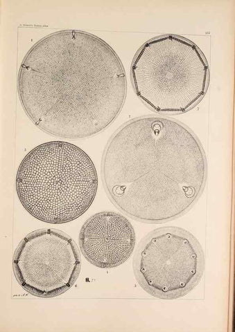 Reproducción/Reproduction 49385408763: Atlas der Diatomaceen-Kunde /. Leipzig :O.R. Reisland,[1874-19.. 