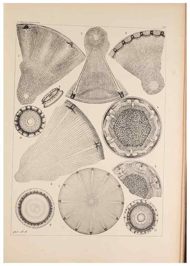 Reproducción/Reproduction 49385877646: Atlas der Diatomaceen-Kunde /. Leipzig :O.R. Reisland,[1874-19.. 