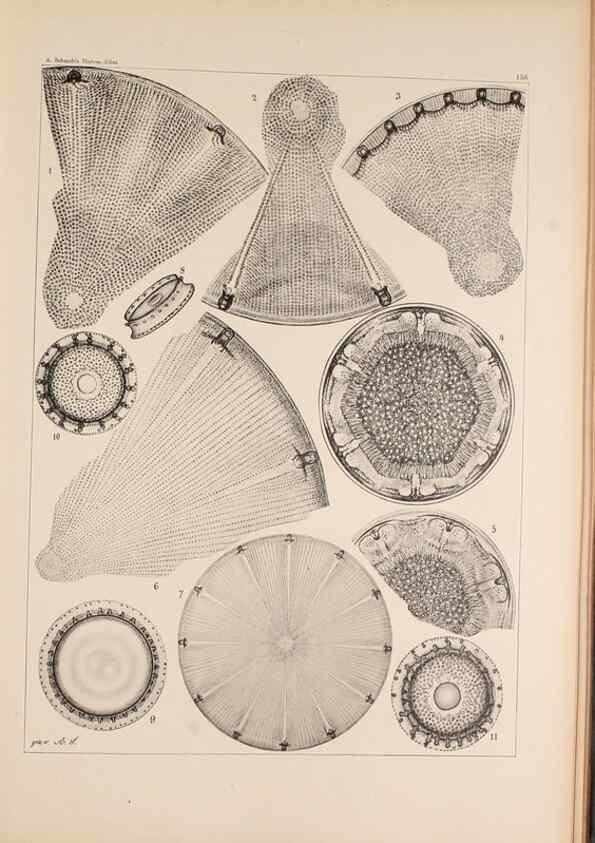 Reproducción/Reproduction 49385877646: Atlas der Diatomaceen-Kunde /. Leipzig :O.R. Reisland,[1874-19.. 
