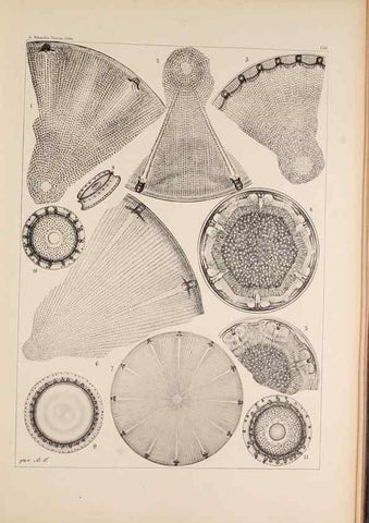 Reproducción/Reproduction 49385877646: Atlas der Diatomaceen-Kunde /. Leipzig :O.R. Reisland,[1874-19.. 