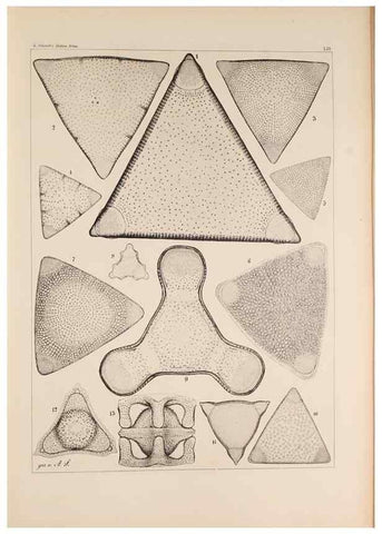 Reproducción/Reproduction 49385409448: Atlas der Diatomaceen-Kunde /. Leipzig :O.R. Reisland,[1874-19.. 