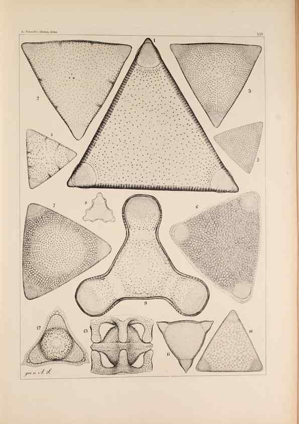 Reproducción/Reproduction 49385409448: Atlas der Diatomaceen-Kunde /. Leipzig :O.R. Reisland,[1874-19.. 