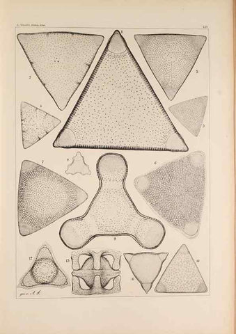 Reproducción/Reproduction 49385409448: Atlas der Diatomaceen-Kunde /. Leipzig :O.R. Reisland,[1874-19.. 