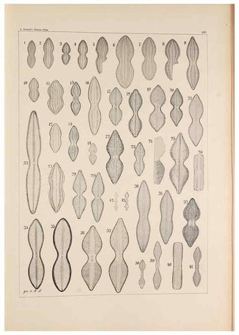 Reproducción/Reproduction 49386074377: Atlas der Diatomaceen-Kunde /. Leipzig :O.R. Reisland,[1874-19.. 