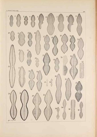 Reproducción/Reproduction 49386074377: Atlas der Diatomaceen-Kunde /. Leipzig :O.R. Reisland,[1874-19.. 