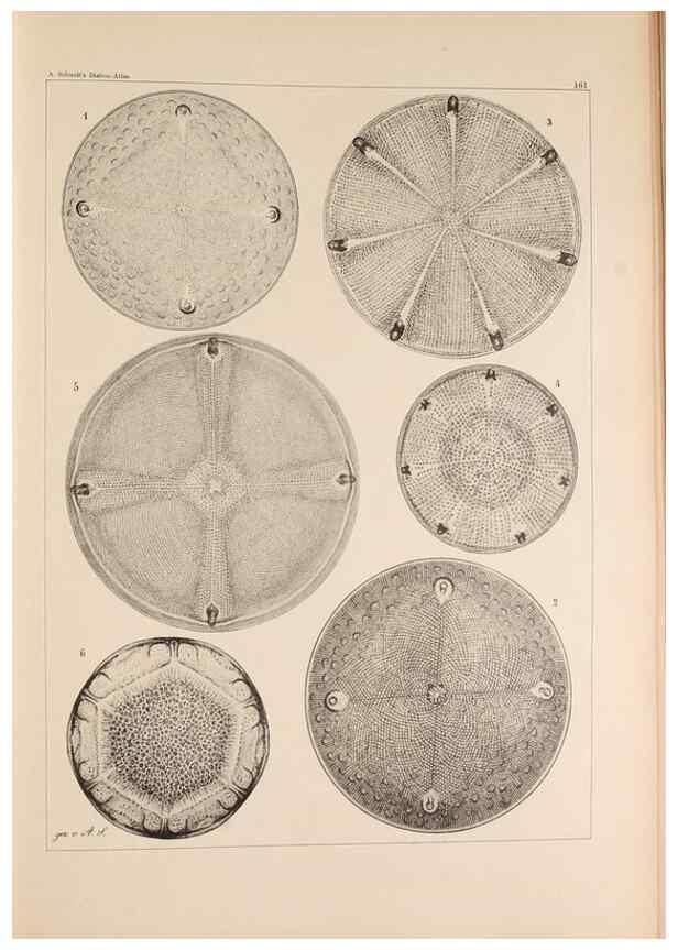 Reproducción/Reproduction 49385878611: Atlas der Diatomaceen-Kunde /. Leipzig :O.R. Reisland,[1874-19.. 