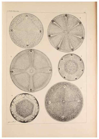 Reproducción/Reproduction 49385878611: Atlas der Diatomaceen-Kunde /. Leipzig :O.R. Reisland,[1874-19.. 