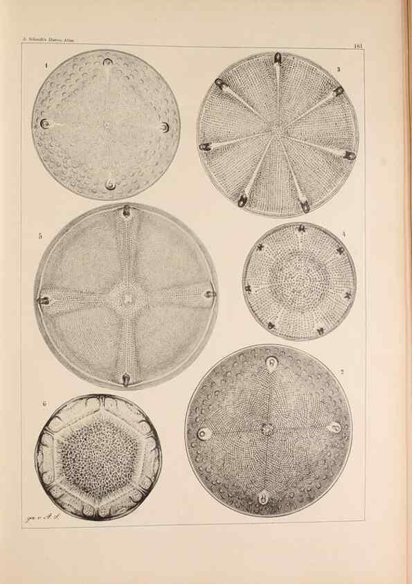 Reproducción/Reproduction 49385878611: Atlas der Diatomaceen-Kunde /. Leipzig :O.R. Reisland,[1874-19.. 