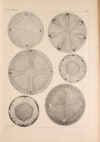 Reproducción/Reproduction 49385878611: Atlas der Diatomaceen-Kunde /. Leipzig :O.R. Reisland,[1874-19.. 