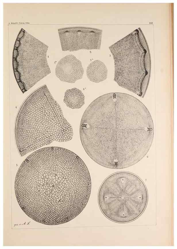 Reproducción/Reproduction 49385878816: Atlas der Diatomaceen-Kunde /. Leipzig :O.R. Reisland,[1874-19.. 