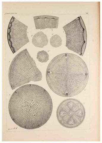 Reproducción/Reproduction 49385878816: Atlas der Diatomaceen-Kunde /. Leipzig :O.R. Reisland,[1874-19.. 
