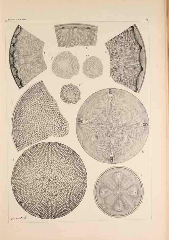Reproducción/Reproduction 49385878816: Atlas der Diatomaceen-Kunde /. Leipzig :O.R. Reisland,[1874-19.. 
