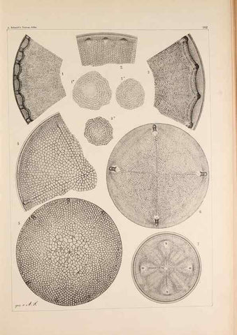 Reproducción/Reproduction 49385878816: Atlas der Diatomaceen-Kunde /. Leipzig :O.R. Reisland,[1874-19.. 