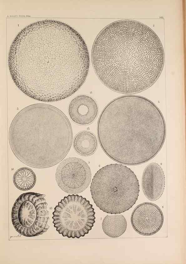 Reproducción/Reproduction 49385410718: Atlas der Diatomaceen-Kunde /. Leipzig :O.R. Reisland,[1874-19.. 