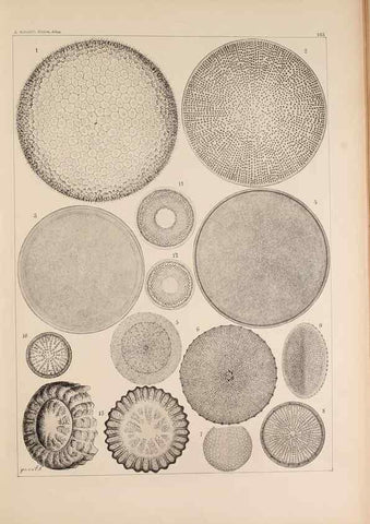 Reproducción/Reproduction 49385410718: Atlas der Diatomaceen-Kunde /. Leipzig :O.R. Reisland,[1874-19.. 