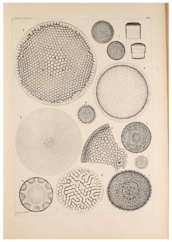 Reproducción/Reproduction 49385879591: Atlas der Diatomaceen-Kunde /. Leipzig :O.R. Reisland,[1874-19.. 