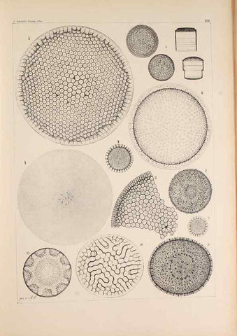Reproducción/Reproduction 49385879591: Atlas der Diatomaceen-Kunde /. Leipzig :O.R. Reisland,[1874-19.. 