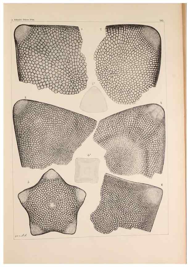 Reproducción/Reproduction 49386076137: Atlas der Diatomaceen-Kunde /. Leipzig :O.R. Reisland,[1874-19.. 