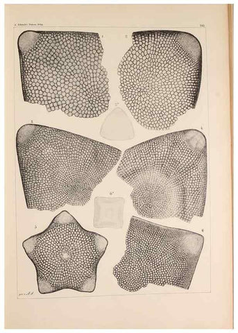 Reproducción/Reproduction 49386076137: Atlas der Diatomaceen-Kunde /. Leipzig :O.R. Reisland,[1874-19.. 