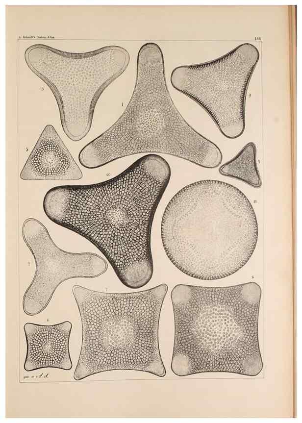 Reproducción/Reproduction 49386076882: Atlas der Diatomaceen-Kunde /. Leipzig :O.R. Reisland,[1874-19.. 
