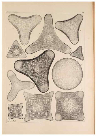 Reproducción/Reproduction 49386076882: Atlas der Diatomaceen-Kunde /. Leipzig :O.R. Reisland,[1874-19.. 