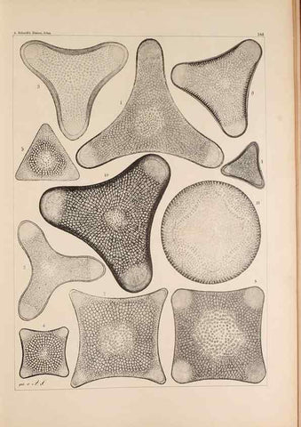 Reproducción/Reproduction 49386076882: Atlas der Diatomaceen-Kunde /. Leipzig :O.R. Reisland,[1874-19.. 