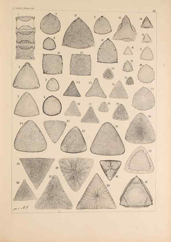 Reproducción/Reproduction 49386070862: Atlas der Diatomaceen-Kunde /. Leipzig :O.R. Reisland,[1874-19.. 