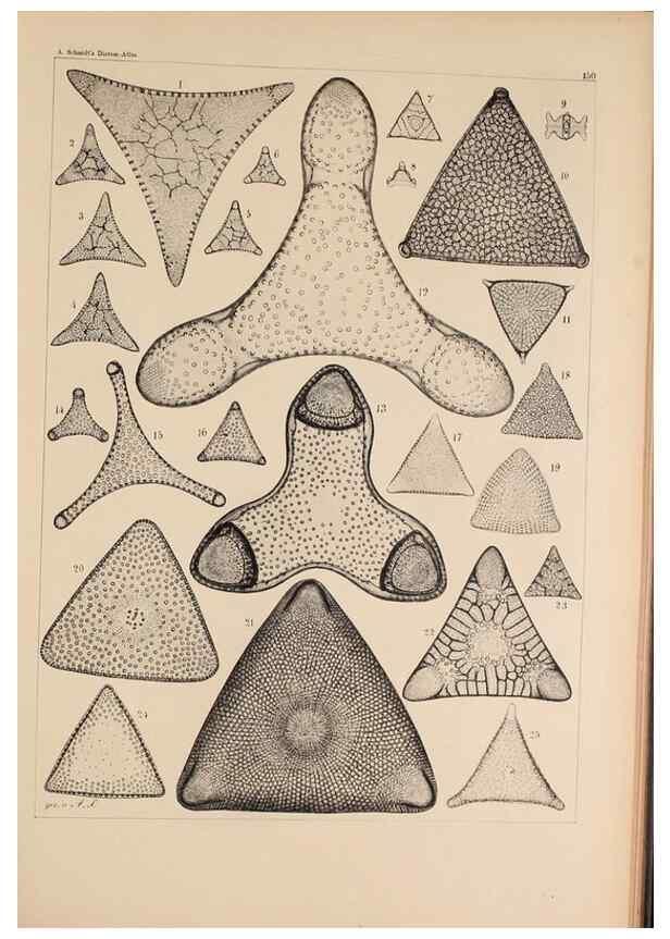 Reproducción/Reproduction 49385874846: Atlas der Diatomaceen-Kunde /. Leipzig :O.R. Reisland,[1874-19.. 