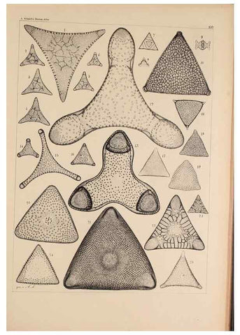 Reproducción/Reproduction 49385874846: Atlas der Diatomaceen-Kunde /. Leipzig :O.R. Reisland,[1874-19.. 