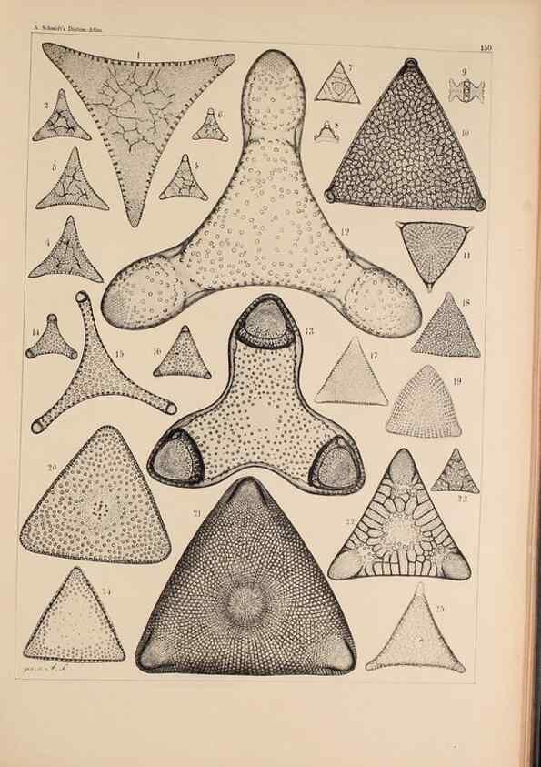 Reproducción/Reproduction 49385874846: Atlas der Diatomaceen-Kunde /. Leipzig :O.R. Reisland,[1874-19.. 