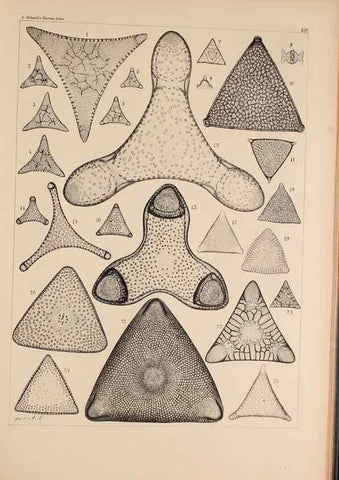 Reproducción/Reproduction 49385874846: Atlas der Diatomaceen-Kunde /. Leipzig :O.R. Reisland,[1874-19.. 