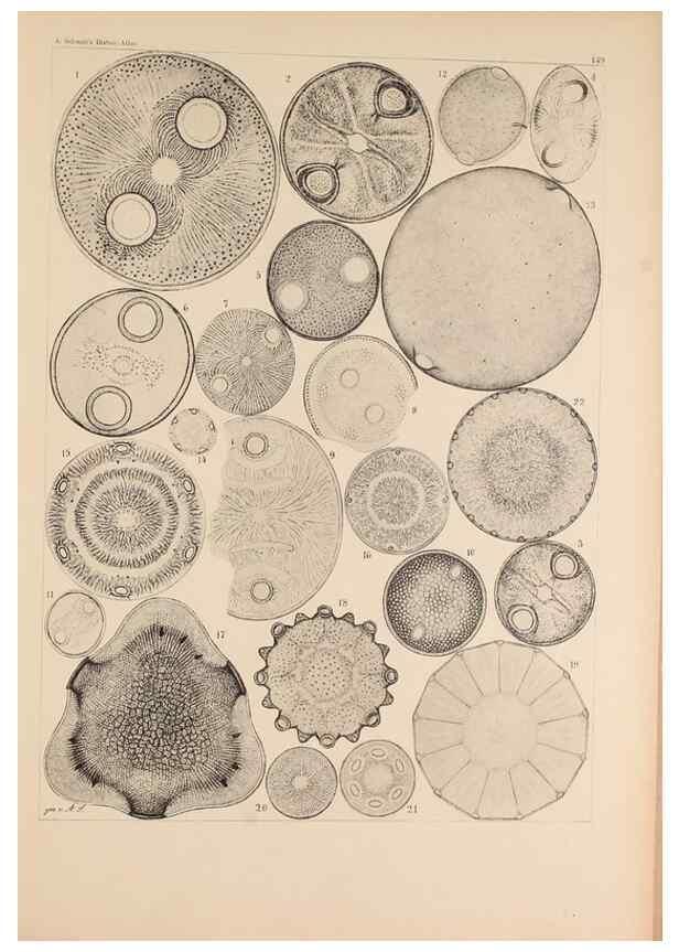 Reproducción/Reproduction 49385874466: Atlas der Diatomaceen-Kunde /. Leipzig :O.R. Reisland,[1874-19.. 