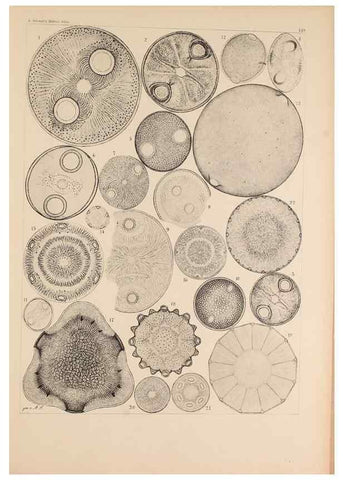 Reproducción/Reproduction 49385874466: Atlas der Diatomaceen-Kunde /. Leipzig :O.R. Reisland,[1874-19.. 