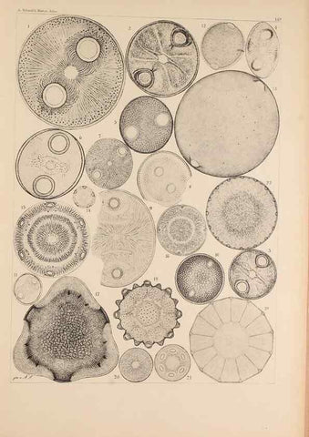 Reproducción/Reproduction 49385874466: Atlas der Diatomaceen-Kunde /. Leipzig :O.R. Reisland,[1874-19.. 