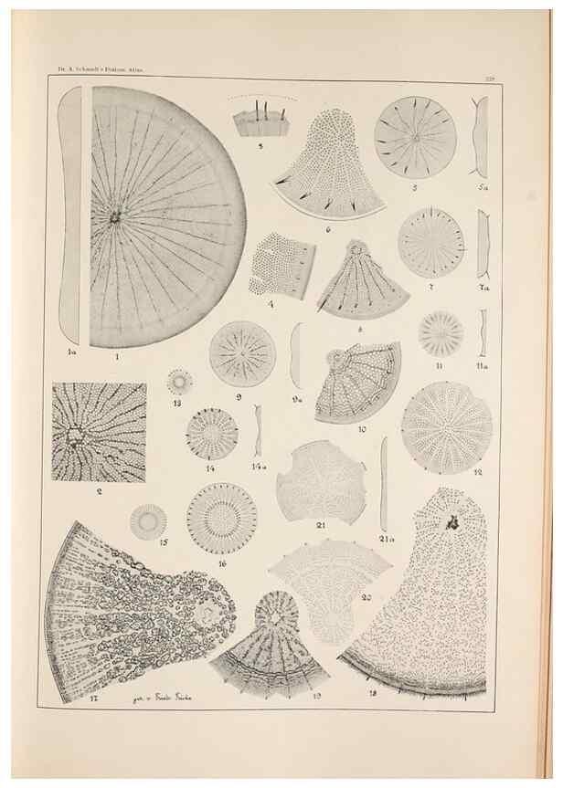 Reproducción/Reproduction 49385131868: Atlas der Diatomaceen-Kunde /. Leipzig :O.R. Reisland,[1874-19.. 