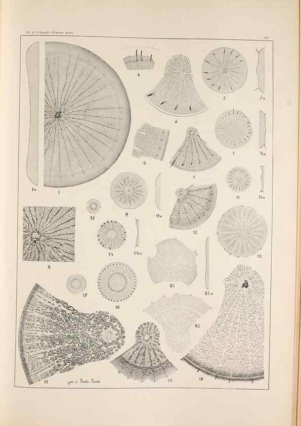 Reproducción/Reproduction 49385131868: Atlas der Diatomaceen-Kunde /. Leipzig :O.R. Reisland,[1874-19.. 
