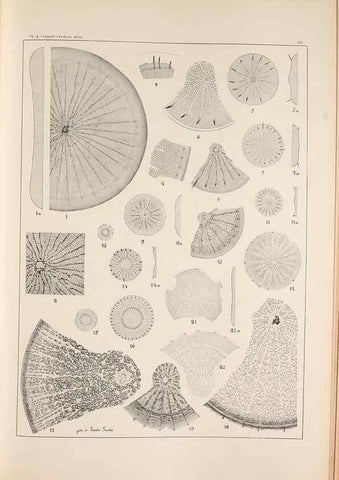 Reproducción/Reproduction 49385131868: Atlas der Diatomaceen-Kunde /. Leipzig :O.R. Reisland,[1874-19.. 