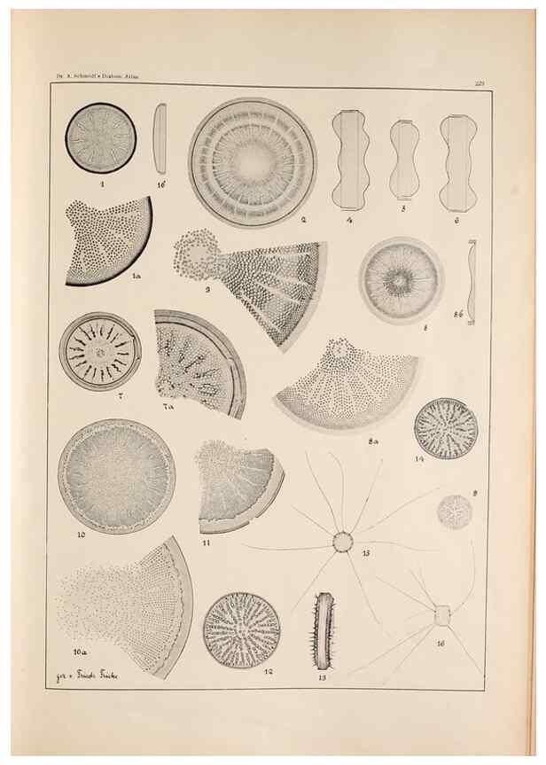 Reproducción/Reproduction 49385599391: Atlas der Diatomaceen-Kunde /. Leipzig :O.R. Reisland,[1874-19.. 