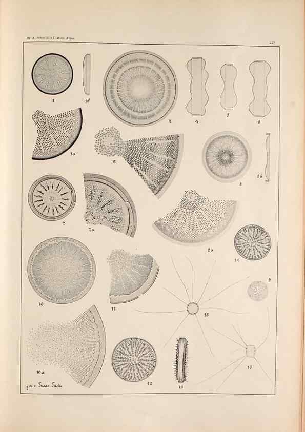 Reproducción/Reproduction 49385599391: Atlas der Diatomaceen-Kunde /. Leipzig :O.R. Reisland,[1874-19.. 