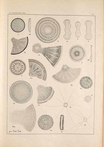 Reproducción/Reproduction 49385599391: Atlas der Diatomaceen-Kunde /. Leipzig :O.R. Reisland,[1874-19.. 