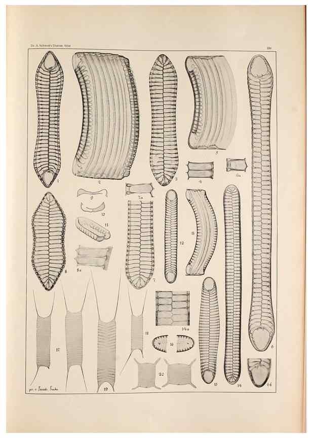 Reproducción/Reproduction 49385798477: Atlas der Diatomaceen-Kunde /. Leipzig :O.R. Reisland,[1874-19.. 