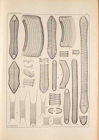 Reproducción/Reproduction 49385798477: Atlas der Diatomaceen-Kunde /. Leipzig :O.R. Reisland,[1874-19.. 