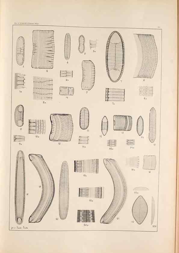 Reproducción/Reproduction 49385798802: Atlas der Diatomaceen-Kunde /. Leipzig :O.R. Reisland,[1874-19.. 