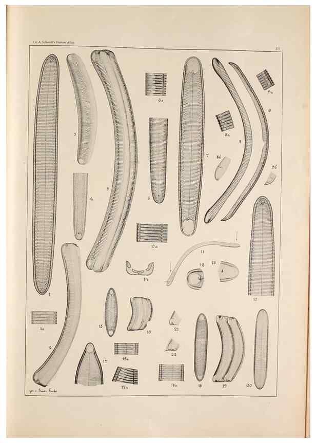 Reproducción/Reproduction 49385132973: Atlas der Diatomaceen-Kunde /. Leipzig :O.R. Reisland,[1874-19.. 