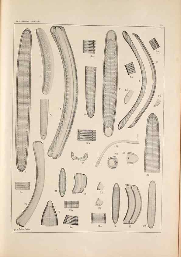 Reproducción/Reproduction 49385132973: Atlas der Diatomaceen-Kunde /. Leipzig :O.R. Reisland,[1874-19.. 
