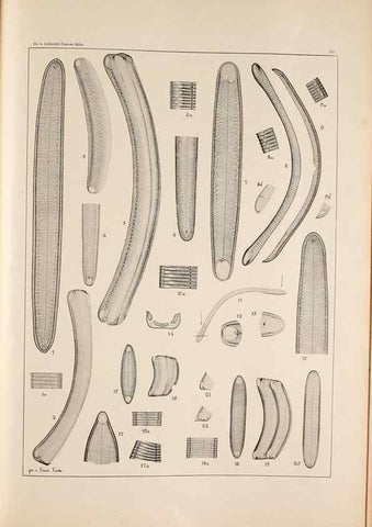 Reproducción/Reproduction 49385132973: Atlas der Diatomaceen-Kunde /. Leipzig :O.R. Reisland,[1874-19.. 