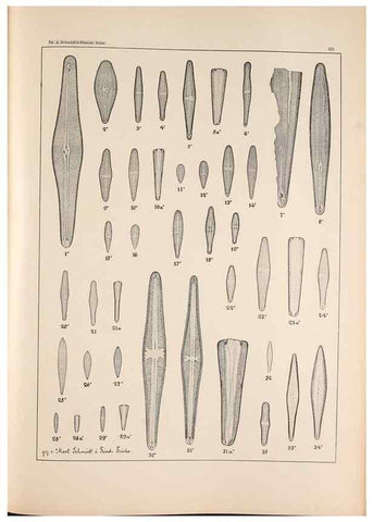 Reproducción/Reproduction 49385799387: Atlas der Diatomaceen-Kunde /. Leipzig :O.R. Reisland,[1874-19.. 