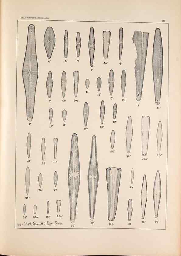 Reproducción/Reproduction 49385799387: Atlas der Diatomaceen-Kunde /. Leipzig :O.R. Reisland,[1874-19.. 