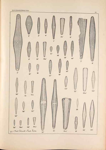 Reproducción/Reproduction 49385799387: Atlas der Diatomaceen-Kunde /. Leipzig :O.R. Reisland,[1874-19.. 
